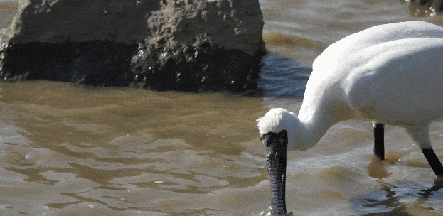 640?wx_fmt=gif&from=appmsg 图片